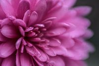 Fleur