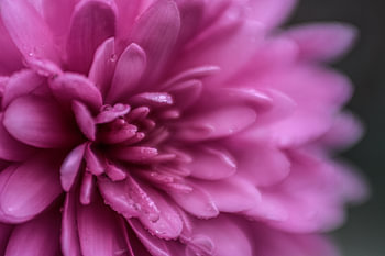Flower Power