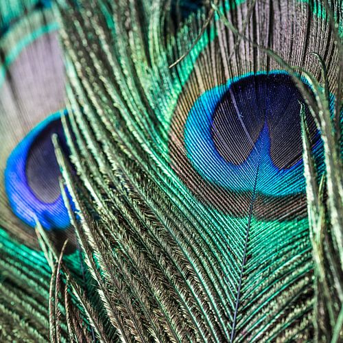 Plumes de paon 2
