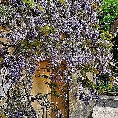 Glycine culbuto