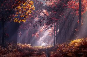 Zonnestralen in het herfst bos van Rob Visser