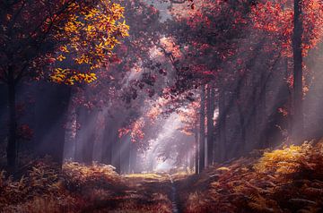 Sonnenschein im Herbstwald von Rob Visser