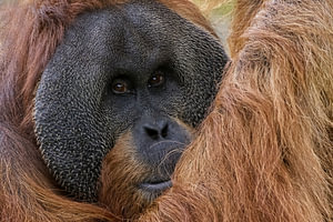 Close-up van de Orang-oetan