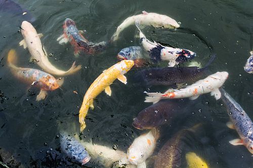Koi karpers in Japanse tuin
