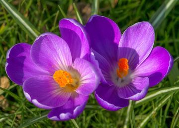  Blooming Purple Crocuses  sur Charlene van Koesveld