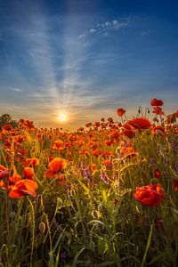 Magnifique coucher de soleil dans un champ de coquelicots