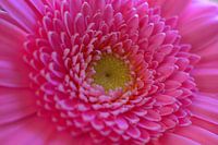 le rose, c'est beau