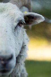 The Goat by Lucas With Pedersen