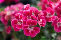 Bloementrosje