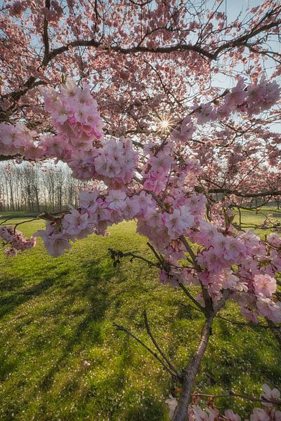 Branch with lots of blossom by Moetwil en van Dijk - Fotografie