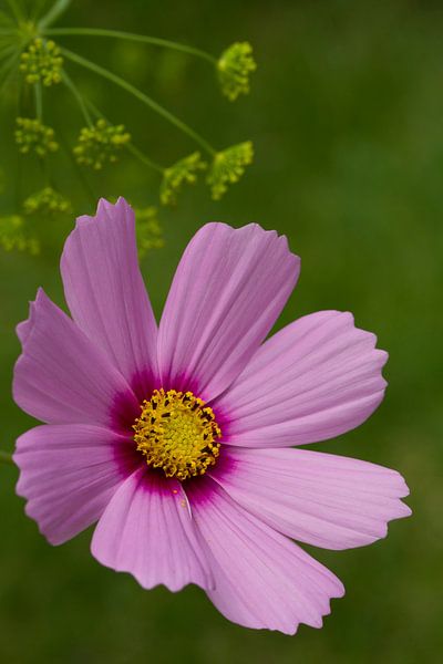 Roze bloem in het groen von Jani Moerlands