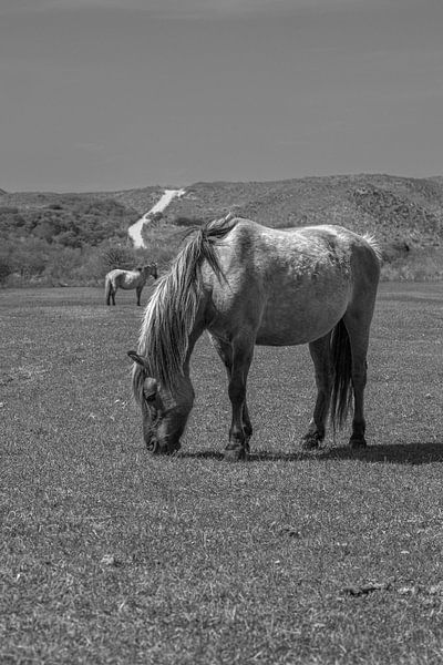 Konik horses in the Kennemer dunes, North Holland by Peter Bartelings