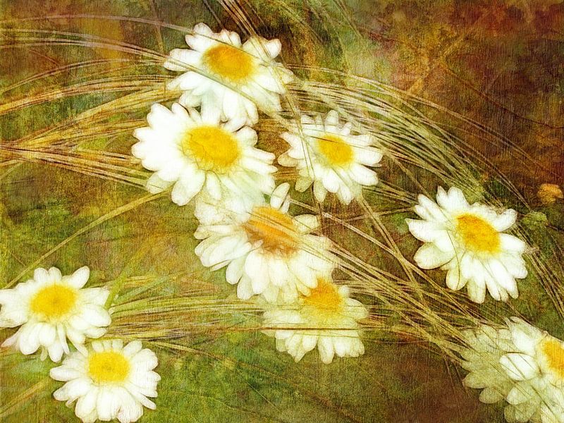 Grasses and daisies by Claudia Gründler