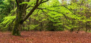 Lente boom