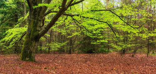 Lente boom