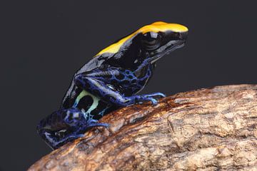 Malerfrosch (Dendrobates tinctorius) von Ronald Pol