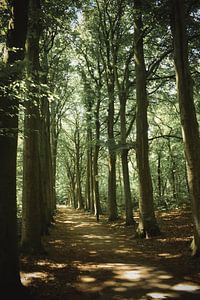 Promenade dans l'allée des arbres sur Winfred van den Bor