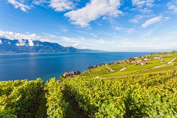 Weinbaugebiet Lavaux bei Rivaz in der Schweiz