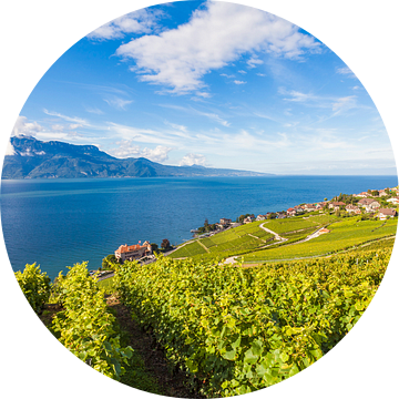 Lavaux wijngebied bij Rivaz in Zwitserland van Werner Dieterich