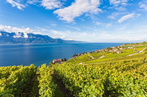 Lavaux wijngebied bij Rivaz in Zwitserland
