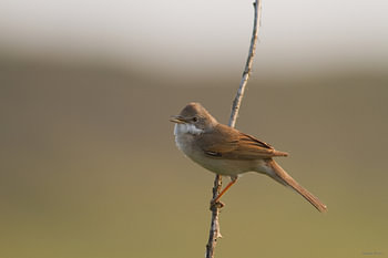 Grasmus