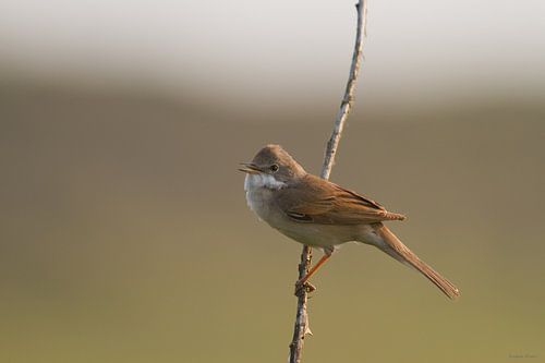Grasmus