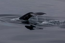 Humpback whale