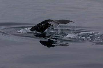 Baleine à bosse sur Ingrid Kerkhoven Fotografie