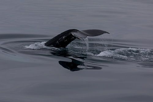 Bultrug Walvis