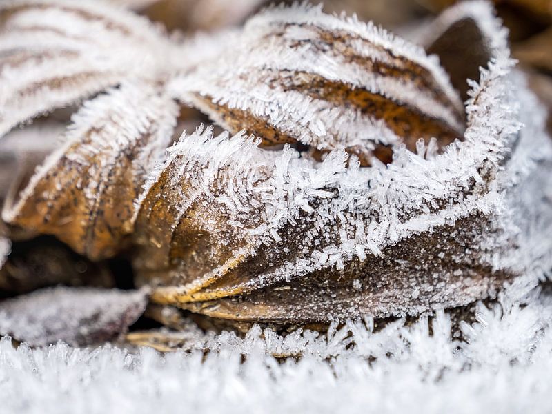 Winter in Saksisch Zwitserland - Ochtendvorst van Pixelwerk