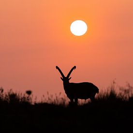 Silhouette of an ibex during sunset