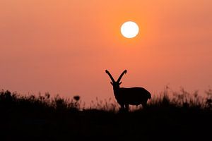 Silhouet van een steenbok tijdens zonsondergang  van Lars Korzelius