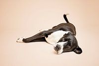 Chien allemand croisé, noir et blanc, chien couché/ en studio sur fond beige