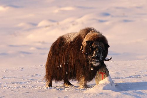 musk ox in the first morning light in winter in Dovrefjell-Sunndalsfjella National Park Norway