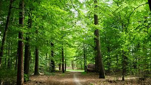 Forêt de hêtres à Emmen III