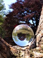 Splendeur des arbres