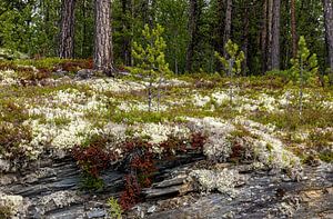 Felsenblumen und Moose in Norwegen