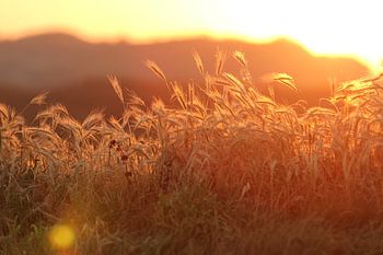 Zonsopkomst 'i love it'