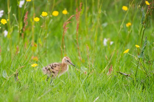 Black-Tailed Godwit (Limosa limosa) chick on meadow