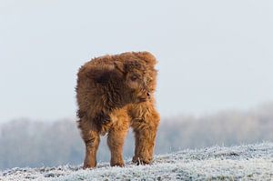 Kalf in wintersetting van Remco Van Daalen