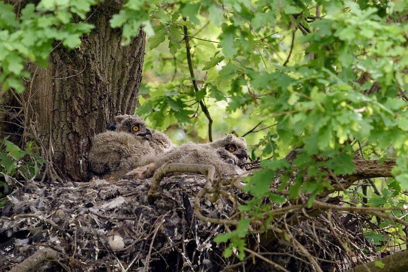 on the old goshawk eyrie... European Eagle Owl *Bubo bubo*, Eagle Owl by wunderbare Erde