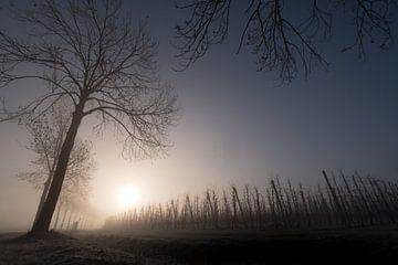 (Fruit)bomen