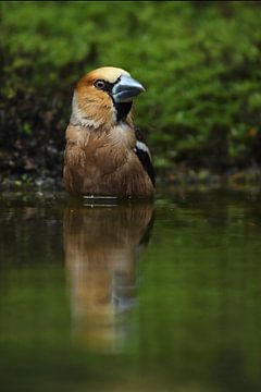 Appelvink (Coccothraustes coccothraustes) van Ronald Pol