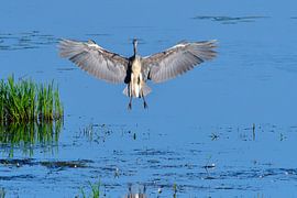 Grey Heron by Karin Jähne