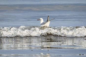 Surfing Seagull – Möwe in der Brandung