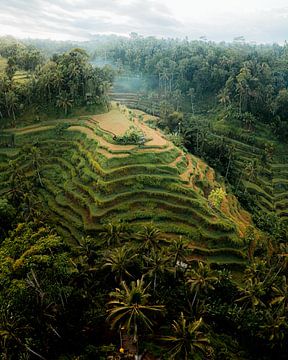 Drohnenaufnahme der Tegalalang-Reisfelder auf Bali von Thea.Photo