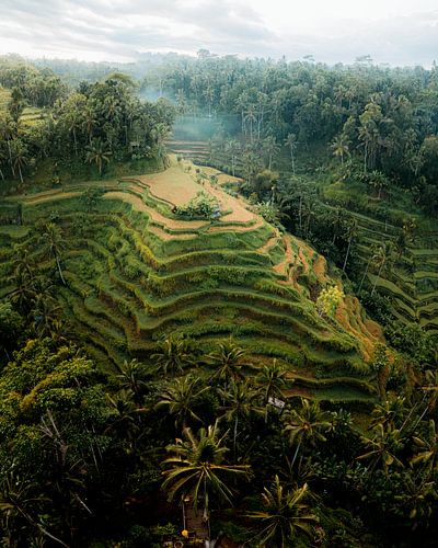Drone photo of the Tegalalang rice fields in Bali