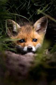 Baby fox in the den | Nature photography by Marika Huisman fotografie