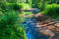Fluß in Nationalpark Maasduinen