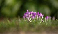 Crocuses